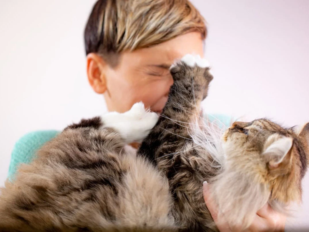 Kedi
