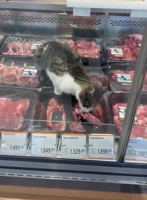 Kedi1