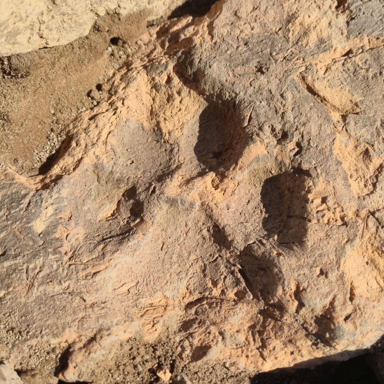 Köpek-2