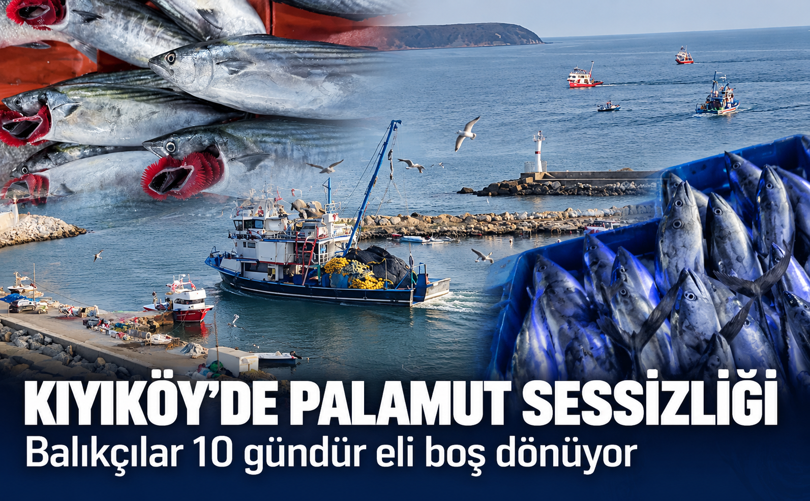 Palamut B.alık