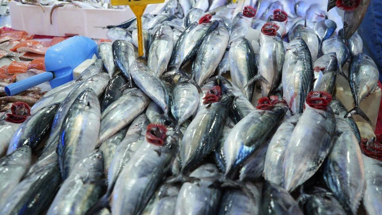 Palamut2