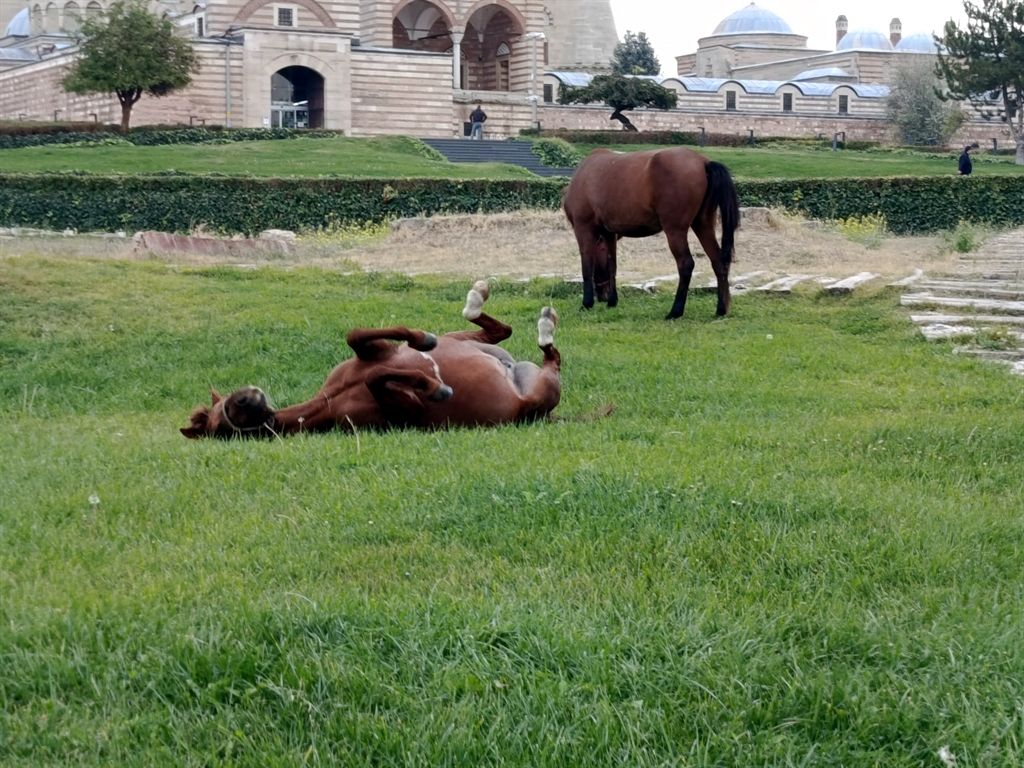 Selimiye3