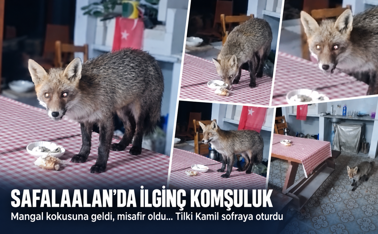 Tilki Kamil