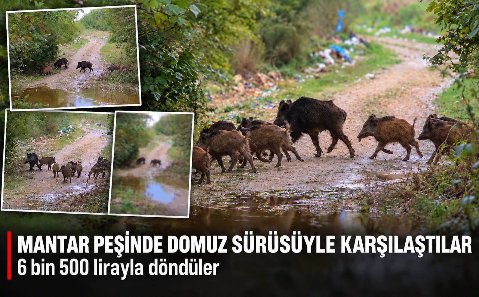 Mantar peşinde domuz sürüsüyle karşılaştılar! 6 bin 500 lirayla döndüler