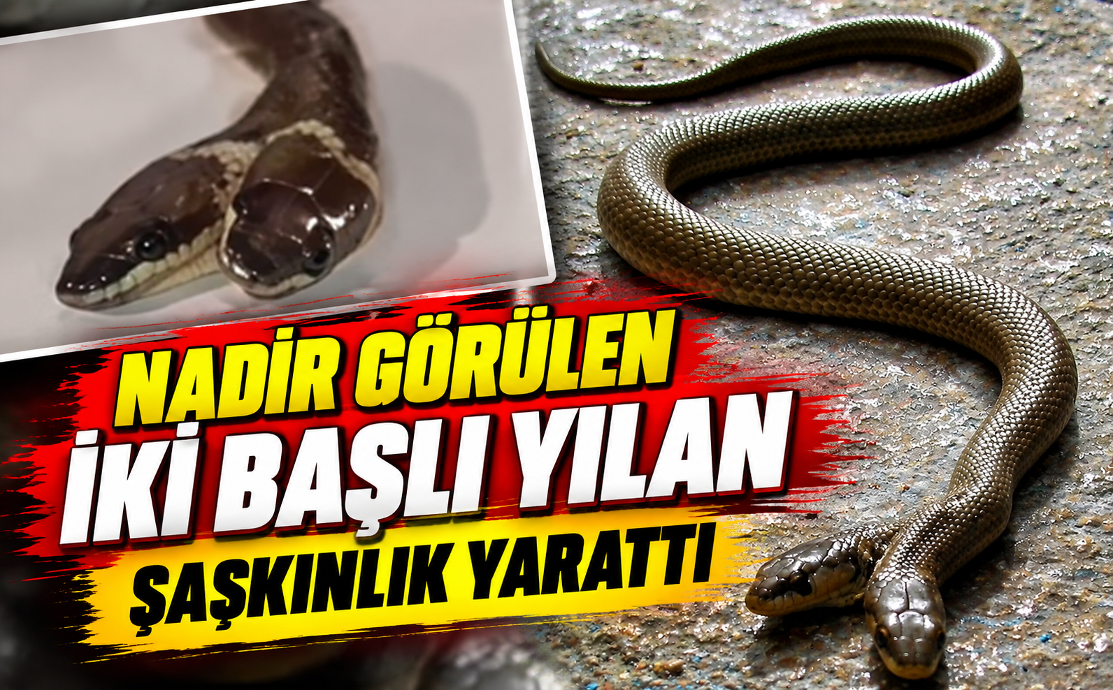 Yılan Yılan